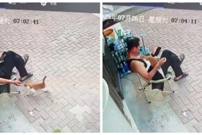 Хитрый пушистый воришка