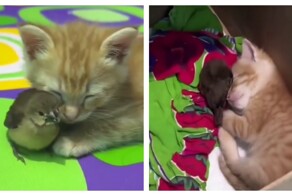 Рыжий котёнок и воробей