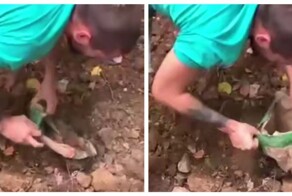 Парень спас похороненную заживо кошку