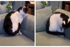 Кот, который умеет закругляться
