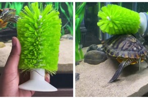 Реакция черепахи на чесалку