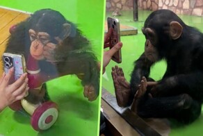 Шимпанзе запретили смотреть видео с телефона, чтобы избавить от зависимости