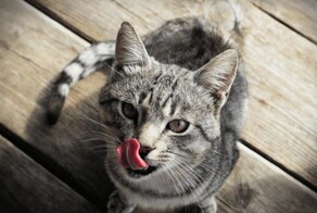 Кот полакомился колбасой в магазине