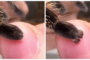 Лапки пауков немного напоминают кошачьи