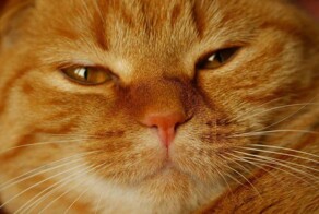 Пушистый исследователь стеклянных банок