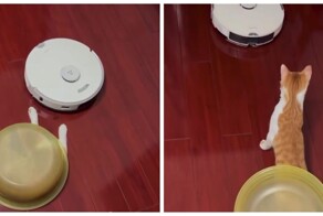 Кот попытался застать пылесос врасплох