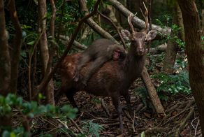 Зачем обезьяны катаются на оленях