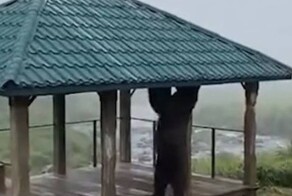 На Камчатке засняли медведя-турникмена