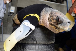 Протезы-ласты для морской черепахи (7 фото)