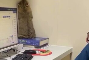 Пугливый кот попытался спрятаться от ветеринара