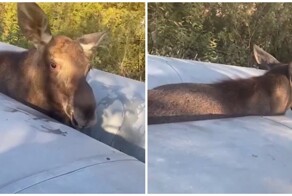 Спасение неосторожного лосёнка