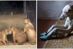 20 животных, как будто сошедших с полотен эпохи Возрождения