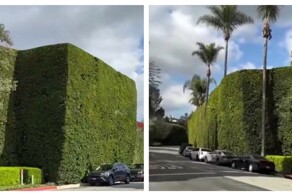 Живой забор миллиардера Джеффа Безоса