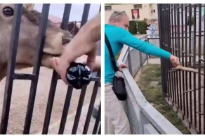 В Беларуси задержали мужчин, издевавшихся над оленем