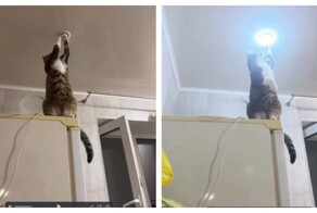 Профессионал за работой