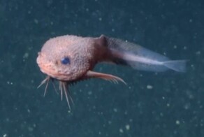 Улыбчивый морской монстр: на глубине более 3 км обнаружена очаровательная рыба