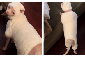 Кот в комбинезоне похож на живую лабубу