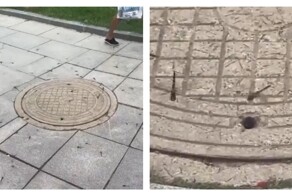 Стрекозы пируют у люка
