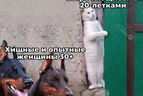 Не ищите здесь смысл. Здесь в основном маразм