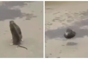 В Подмосковье сняли драку двух крыс