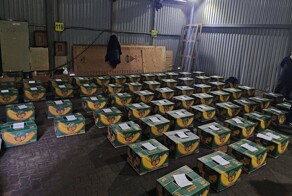 На судне с эквадорскими бананами в Санкт-Петербурге обнаружили 1,5 тонны кокаина на ₽20 млрд