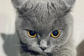 20 примеров разнообразных мыслей пушистых философов