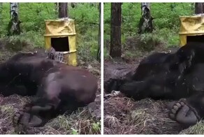 "Пикантное" видео с медведем