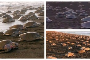 Массовое гнездование морских черепах на пляже Коста-Рики