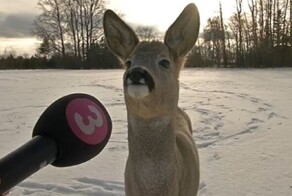 20 абсурдных фото, происходящее на которых проблематично объяснить с точки зрения логики