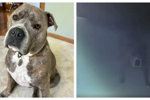 Хорошо воспитанный пёс