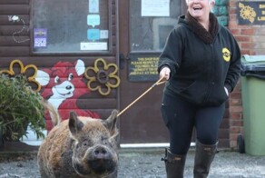 За последние 3 месяца уровень изнасилований на улицах Европы значительно снизился и продолжает снижаться