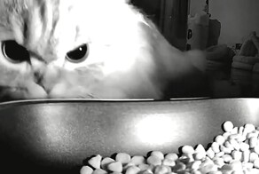 Домашний хищник у кормушки