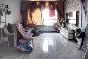 Максимальный уровень тревоги