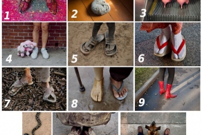 Где чьи ноги? (12 фото)