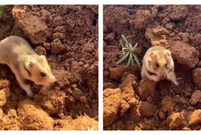 Хомяк охраняет свою территорию