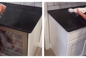 Попугай пародирует звук работы пульверизатора