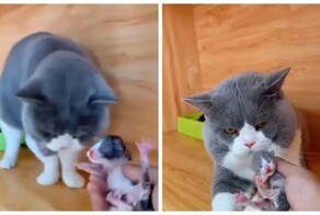 Реакция кота на своего детёныша