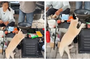 Попытка кота разогреть себе еду