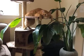 20 зависших котеек, которые нуждаются в перезагрузке