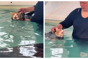 Центр похудения для котов в Канаде