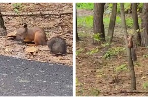 Белка отправилась на «тихую охоту»