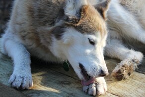 Причина, по которой собаки лижут лапы, — и это не потому, что им скучно