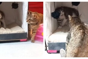 Терпеливая кошка и вспыльчивый котёнок