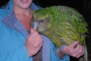 Какапо: редкие нелетающие попугаи, которых пытаются спасти ученые