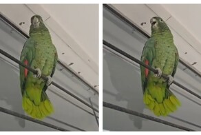 Зеленый попугай пародирует курицу