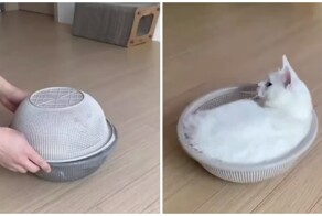 Особая кошачья магия