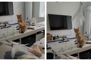 Кот играет с хозяйкой
