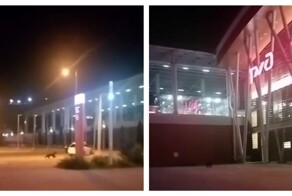 На вокзале «Роза Хутор» засняли медведя