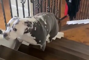 Котёнок напугал взрослого пса