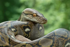 Питон заполз в жилье российского туриста в Таиланде